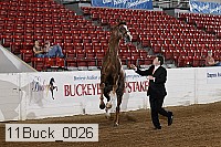 11buck_0026 proof