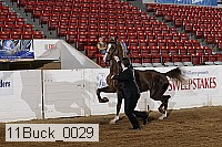 11buck_0029 proof