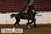 11buck_0032 proof
