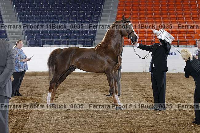 Proof 11buck_0035