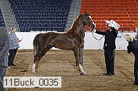 11buck_0035 proof