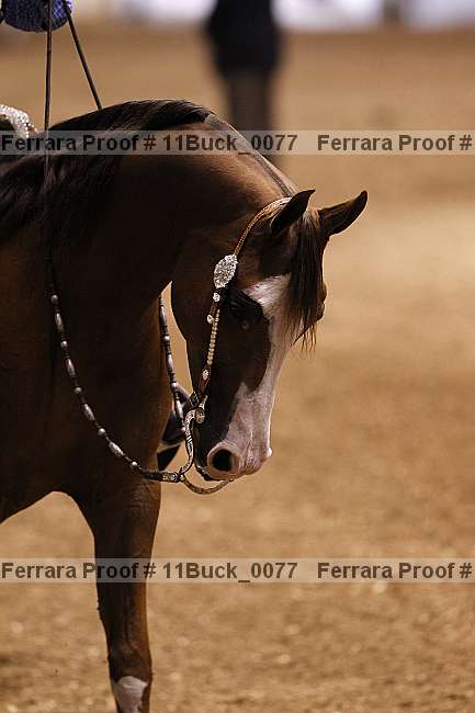Proof 11buck_0077