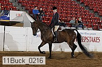 11buck_0216 proof