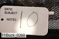 11buck_0268 proof