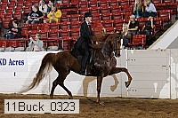 11buck_0323 proof