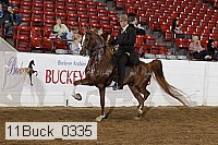 11buck_0335 proof
