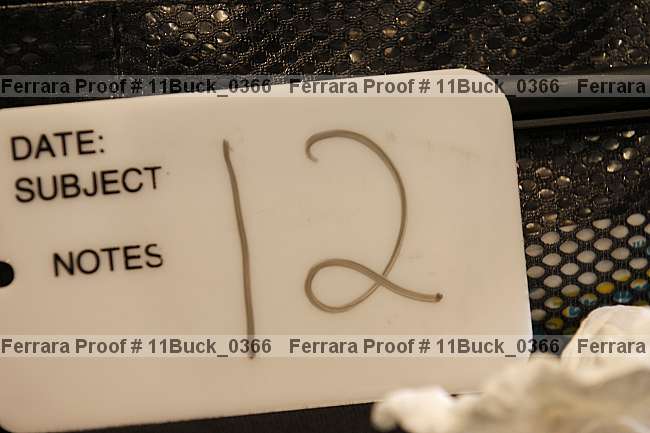 Proof 11buck_0366