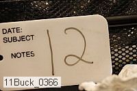 11buck_0366 proof