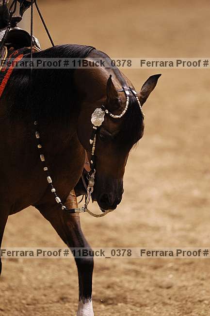 Proof 11buck_0378