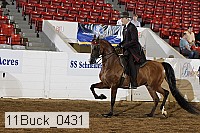 11buck_0431 proof