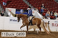 11buck_0499 proof