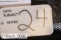 11buck_0686 proof