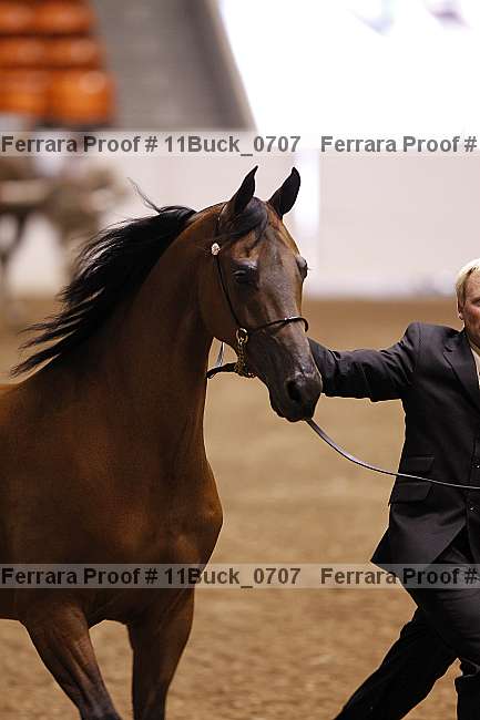 Proof 11buck_0707