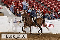 11buck_0936 proof