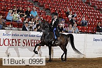 11buck_0995 proof