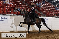 11buck_1057 proof