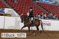 11buck_1071 proof