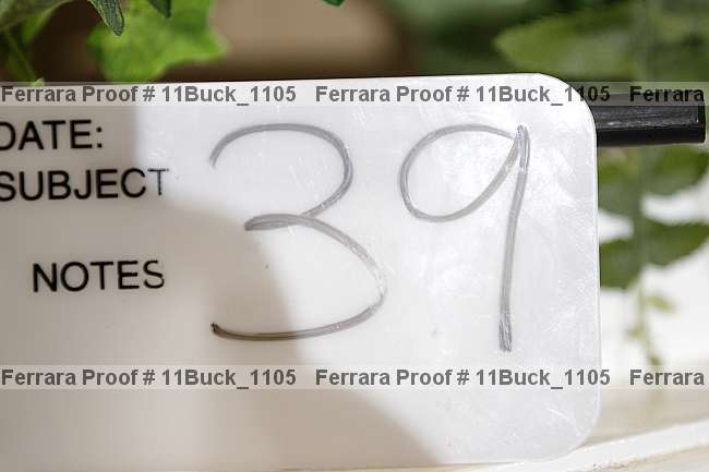 Proof 11buck_1105