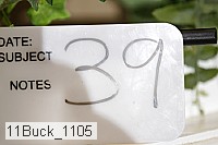 11buck_1105 proof