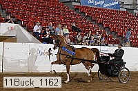 11buck_1162 proof