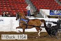 11buck_1164 proof