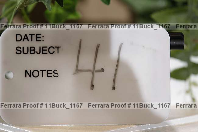 Proof 11buck_1167
