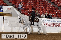 11buck_1179 proof