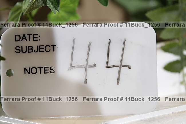 Proof 11buck_1256