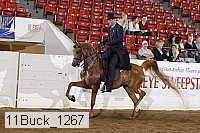 11buck_1267 proof