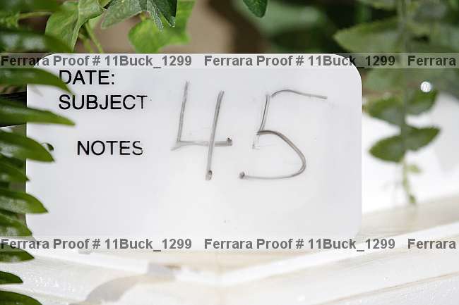 Proof 11buck_1299