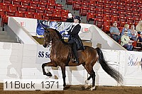 11buck_1371 proof