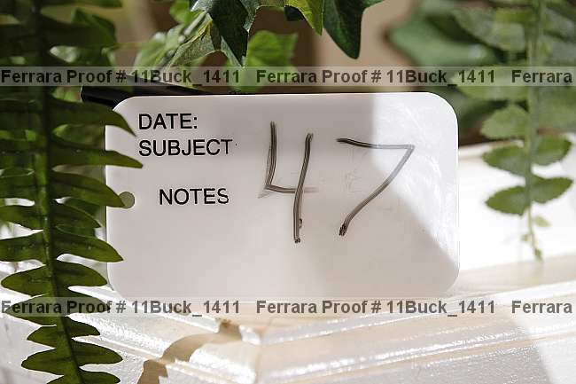 Proof 11buck_1411