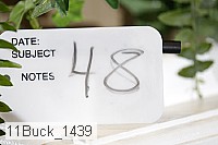 11buck_1439 proof