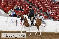 11buck_1446 proof