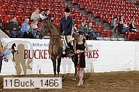 11buck_1466 proof