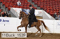 11buck_1539 proof