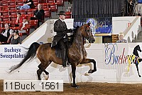 11buck_1561 proof
