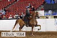11buck_1564 proof