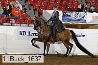 11buck_1637 proof