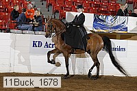 11buck_1678 proof