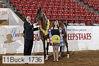 11buck_1736 proof