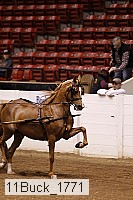 11buck_1771 proof