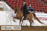 11buck_1828 proof