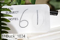 11buck_1834 proof
