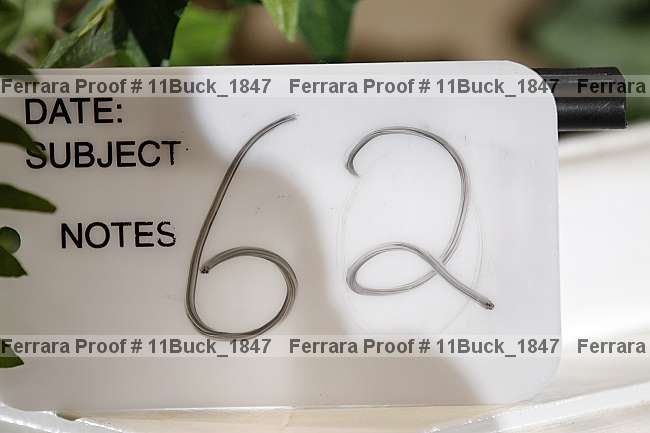 Proof 11buck_1847