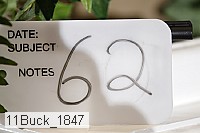 11buck_1847 proof