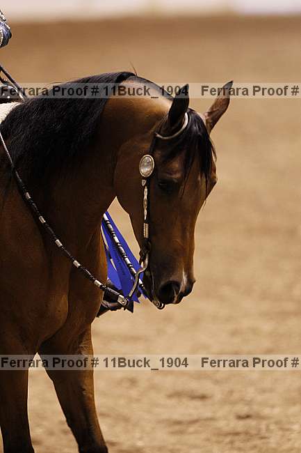 Proof 11buck_1904