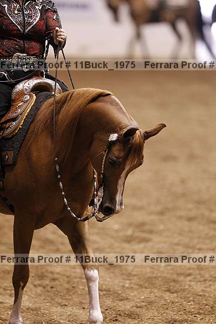 Proof 11buck_1975