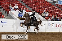11buck_2286 proof