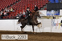 11buck_2293 proof